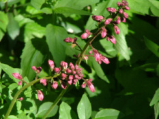 Dictamnus albusVuurwerkplant bestellen